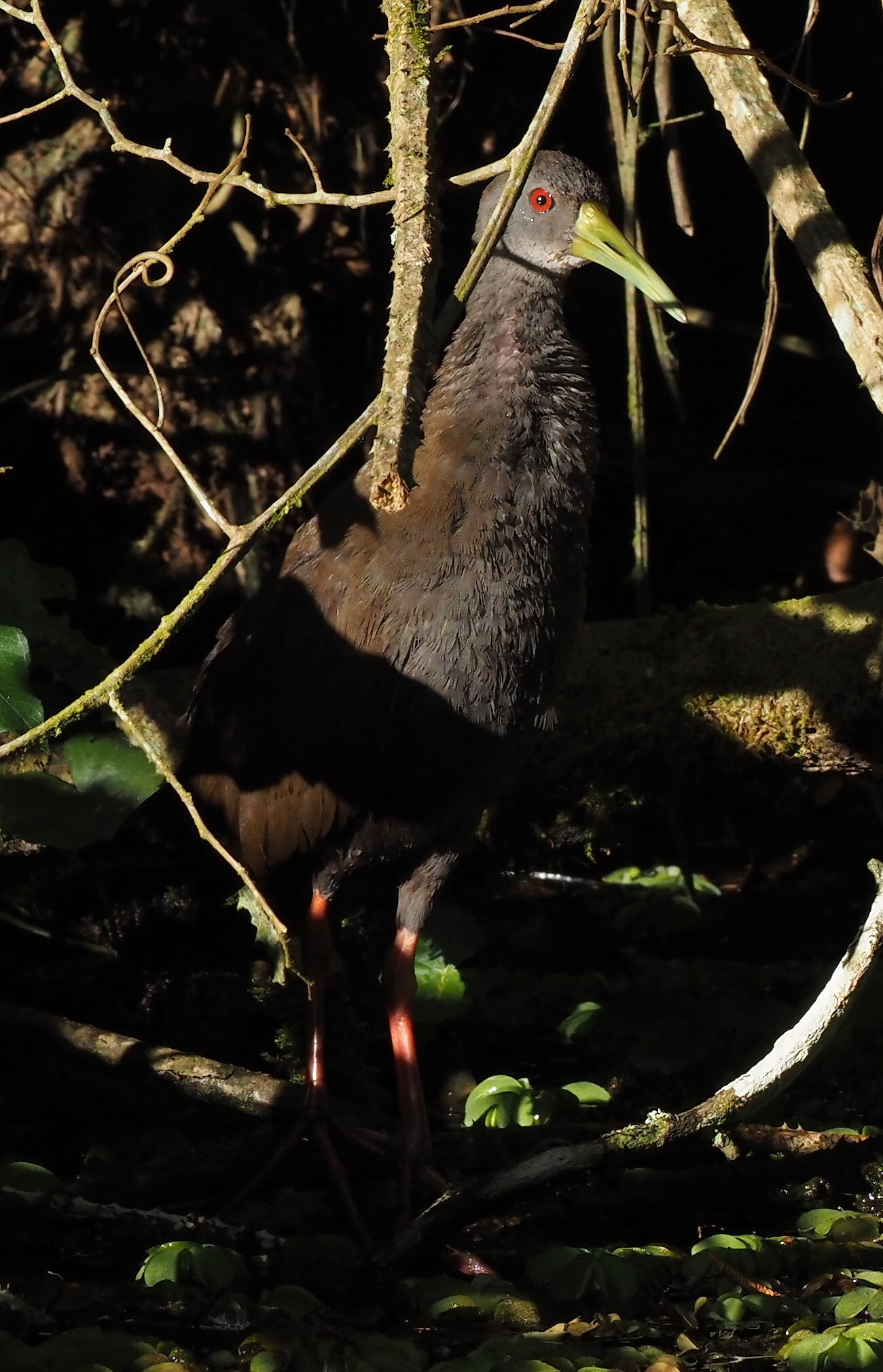 Blackish Rail (Pardirallus nigricans), photo 2