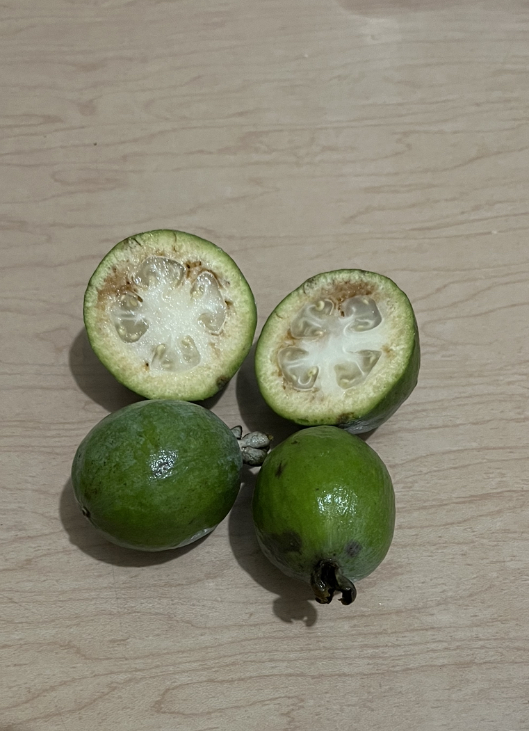 Feijoa sellowiana
