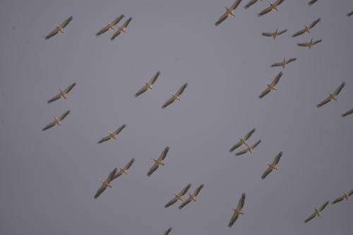 iNaturalist: (c) Jeremy Barker, some rights reserved (CC BY-NC), uploaded by Jeremy Barker iNaturalist image