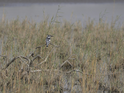 iNaturalist: (c) Jeremy Barker, some rights reserved (CC BY-NC), uploaded by Jeremy Barker iNaturalist image