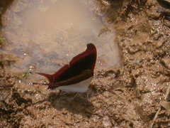Marpesia zerynthia