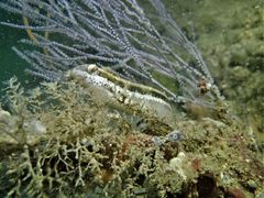 Petroscirtes variabilis