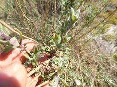 Corethrogyne filaginifolia