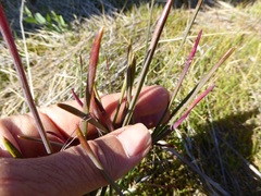 Brodiaea filifolia