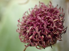 Pleurophyllum hookeri