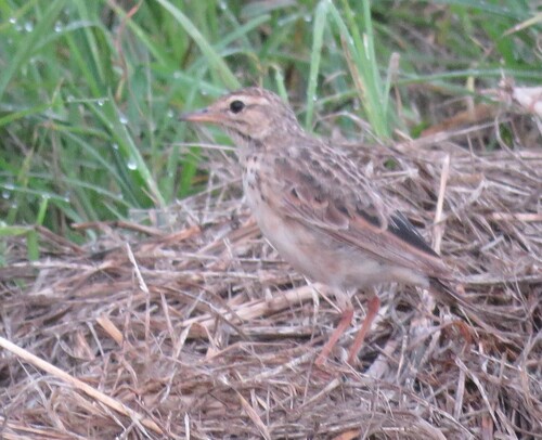 African Pipit (Anthus cinnamomeus), photo 2