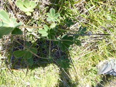 Lupinus
