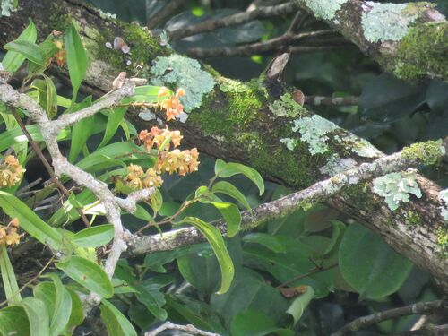Velvet Snout Orchid (Polystachya sandersonii)