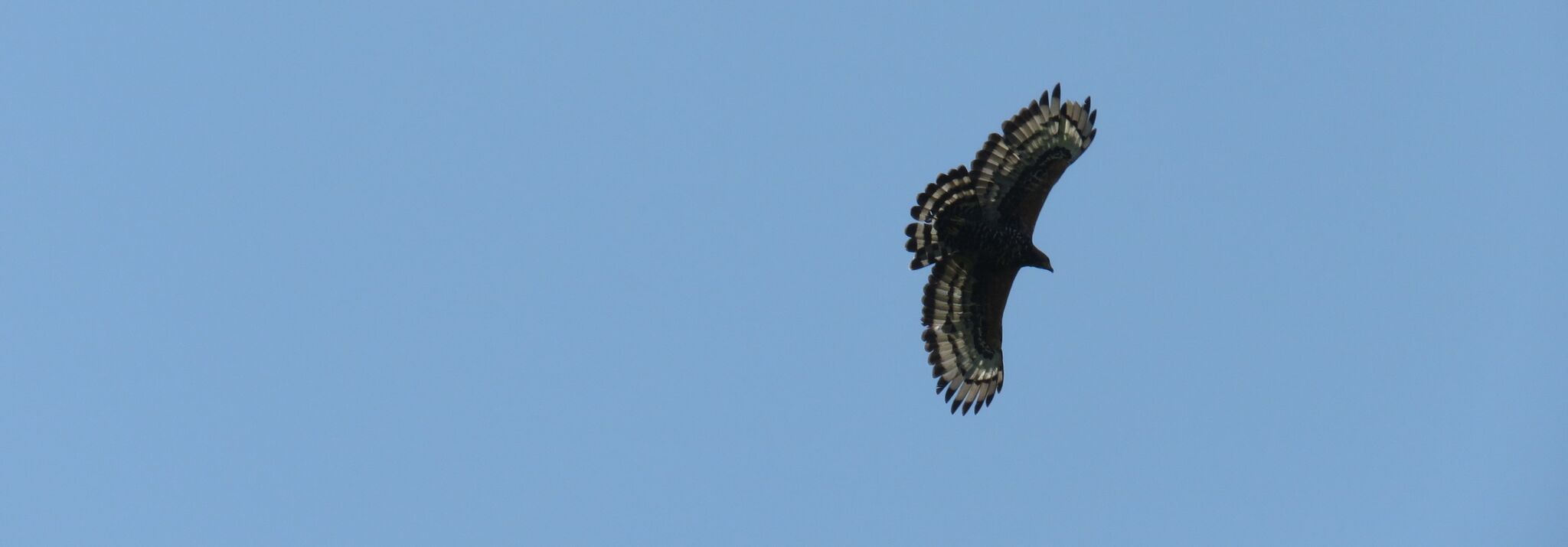 Crowned Eagle (Stephanoaetus coronatus), photo 7