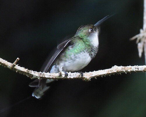 White-throated Hummingbird (Leucochloris albicollis), photo 4