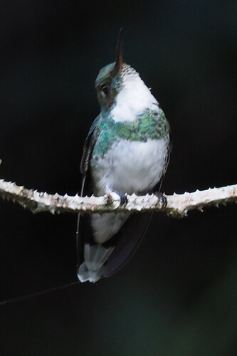 White-throated Hummingbird (Leucochloris albicollis), photo 5