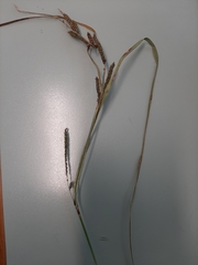 Carex sinclairii