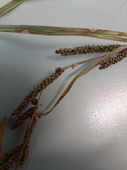 Carex sinclairii