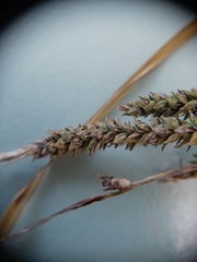 Carex sinclairii
