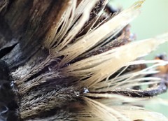 Pleurophyllum hookeri