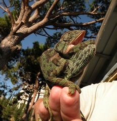 Chamaeleo chamaeleon recticrista