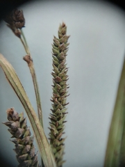 Carex sinclairii