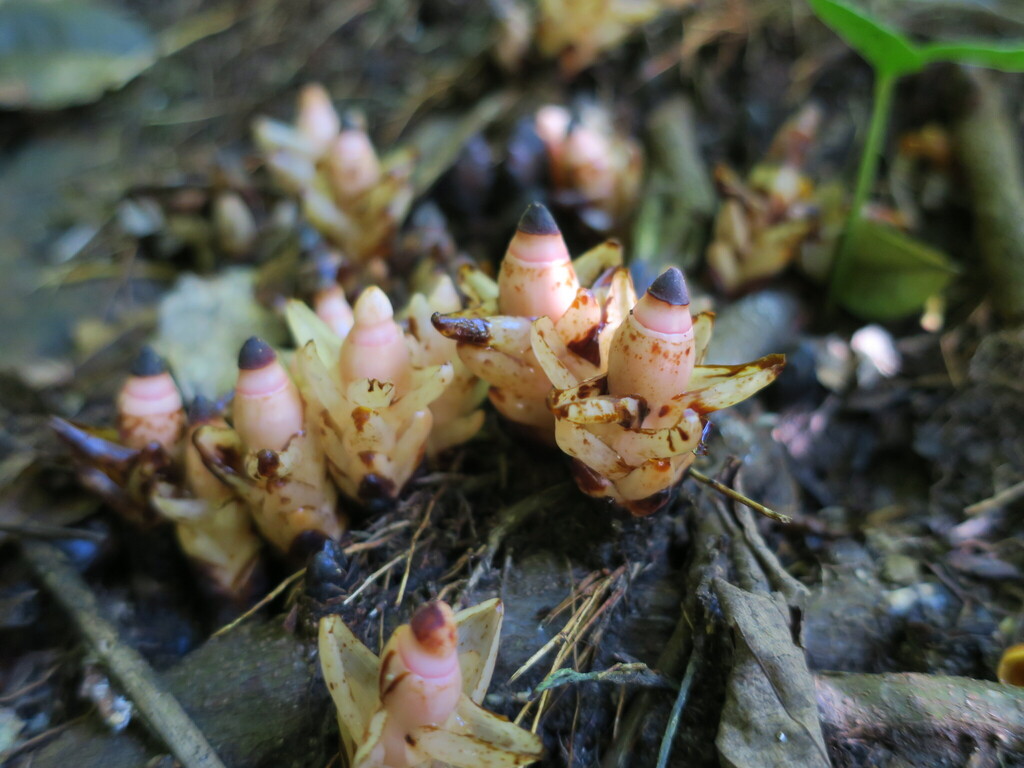 Mitrastemon