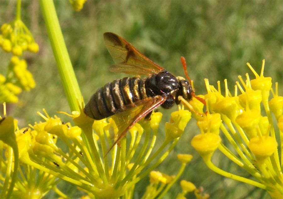Scabious Sawfly
