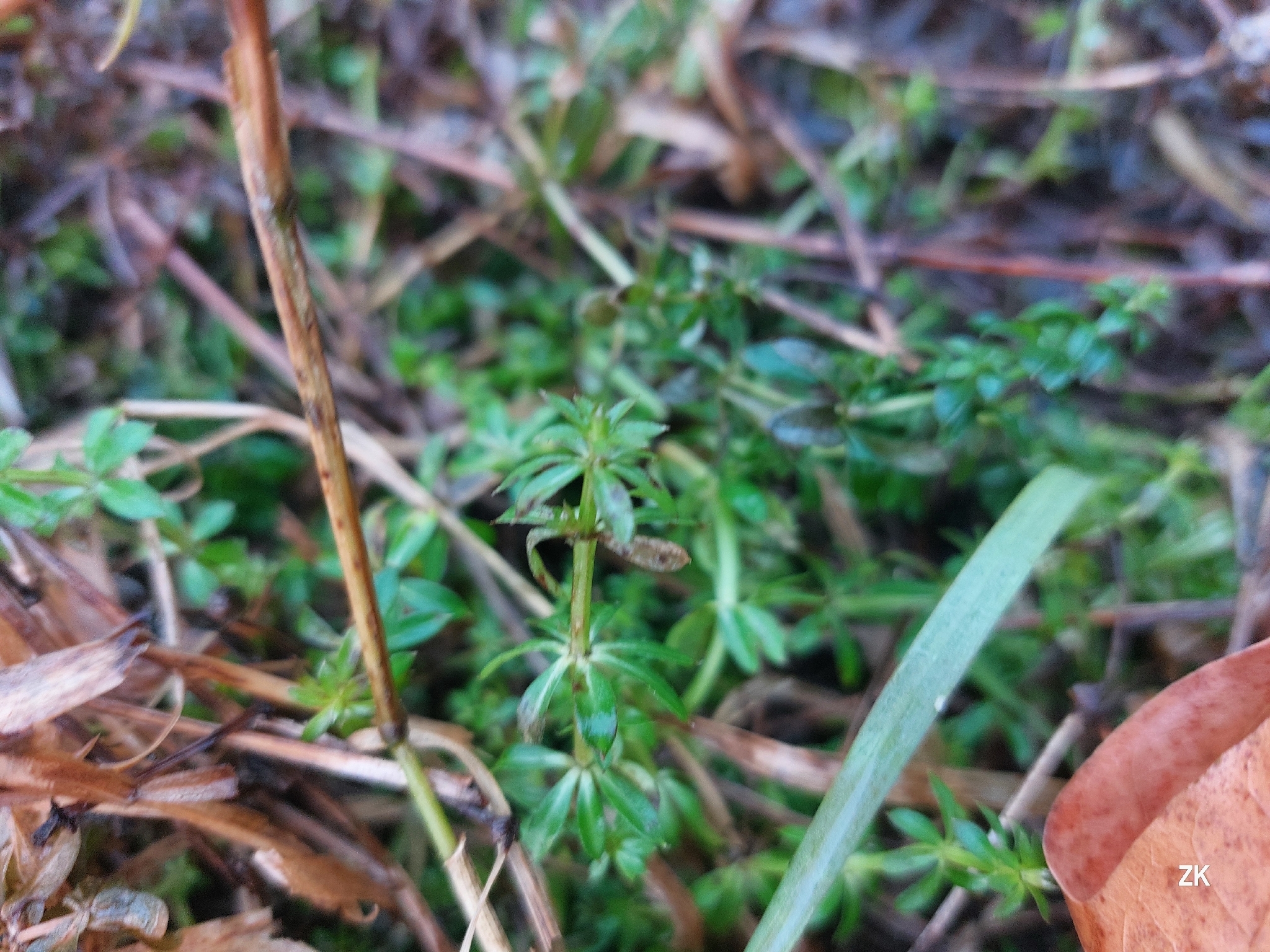 White bedstraw