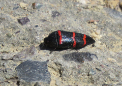 Acmaeodera trizonalis