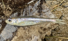 Notropis scepticus