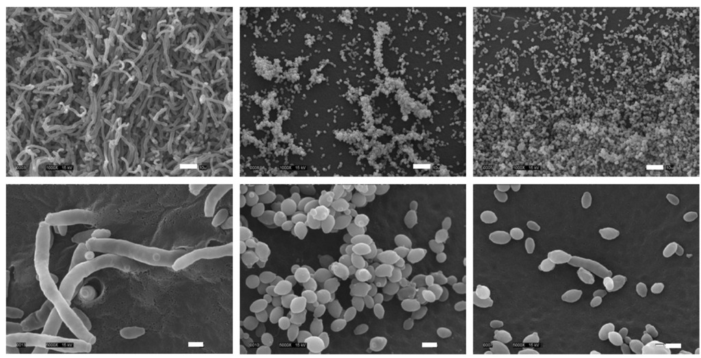 Clavispora