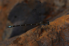 Caledopteryx maculata