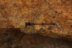 Caledopteryx maculata