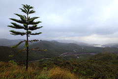 Eutacta