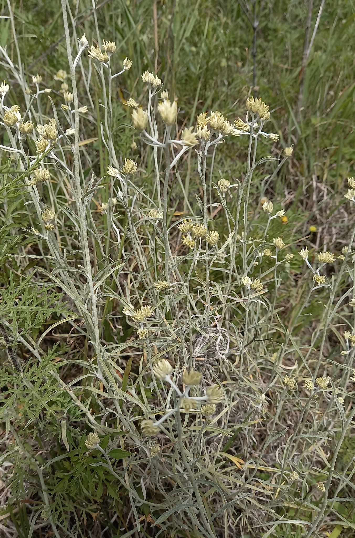 Macela