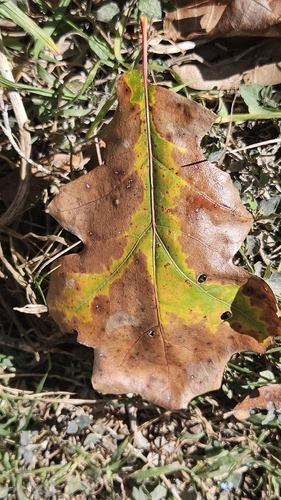 Apiognomonia errabunda, 2026-01-14