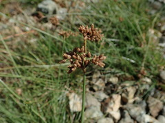Fimbristylis ferruginea
