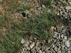 Fimbristylis ferruginea