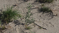 Johnstonella costata