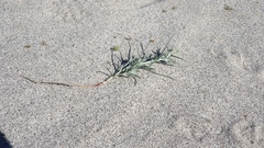 Johnstonella costata