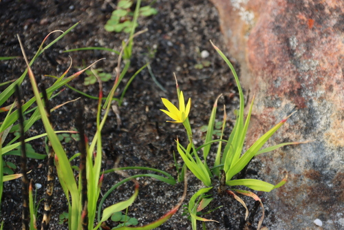 Stars (Pauridia capensis)