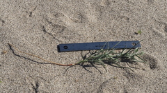 Johnstonella costata