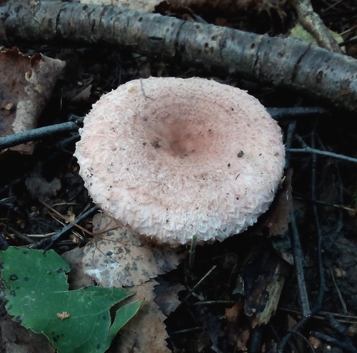Downy milk cap