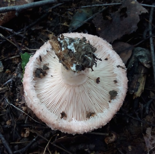 Downy milk cap