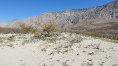 Johnstonella costata