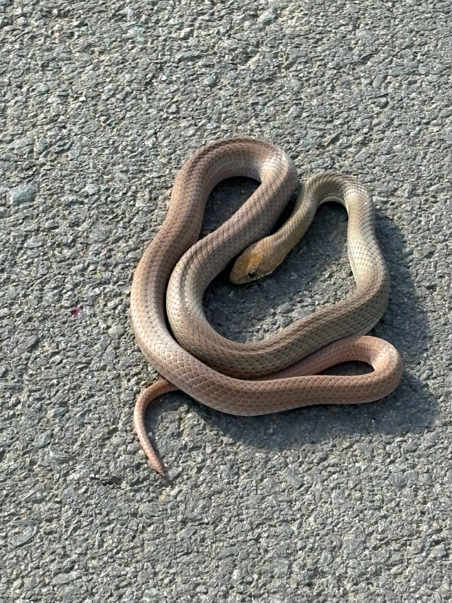 Neotropical Whip Snake photo 8