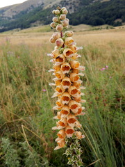 Digitalis ferruginea