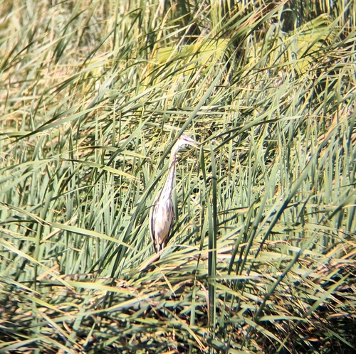 iNaturalist: (c) Justin Hawthorne, some rights reserved (CC BY-NC), uploaded by Justin Hawthorne iNaturalist image