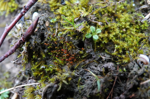 Microbryum davallianum observed 2026-01-26