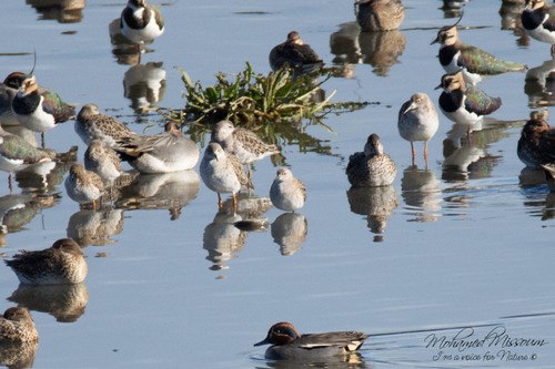 iNaturalist: (c) mmissoum, some rights reserved (CC BY-NC), uploaded by mmissoum iNaturalist image