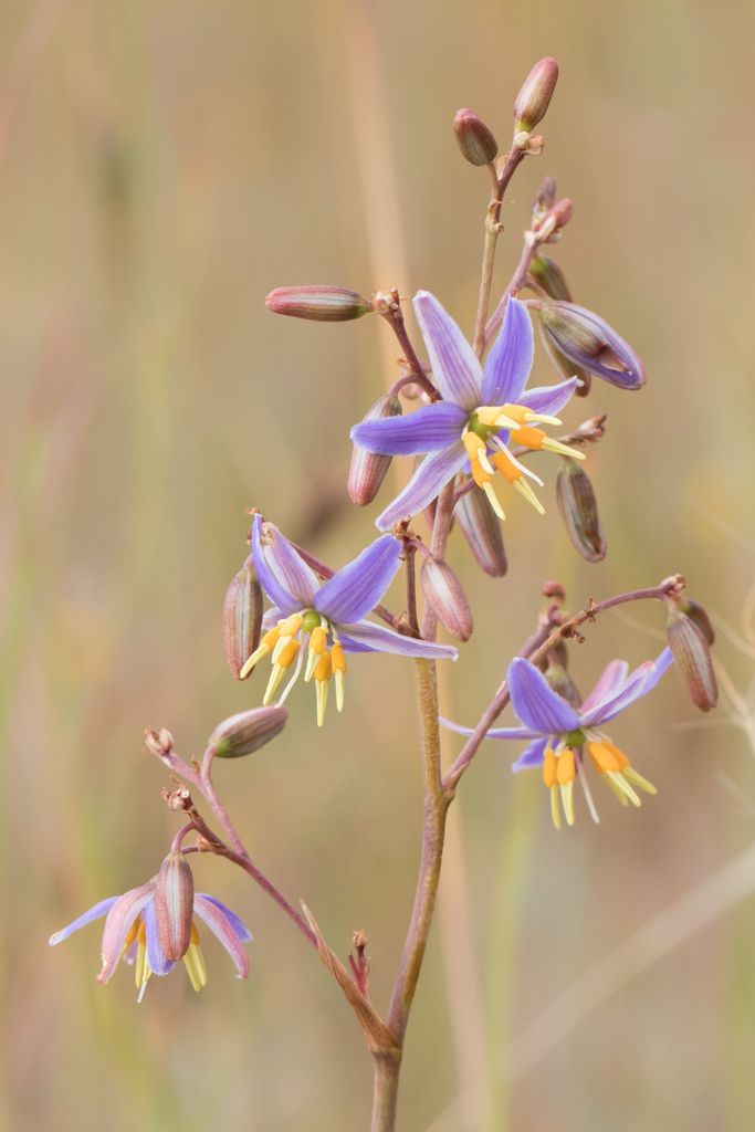 matted flax-lily