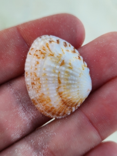 Gafrarium pectinatum observed 2026-01-26