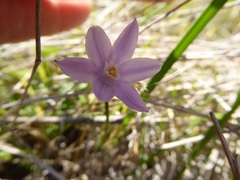 Dipterostemon capitatus