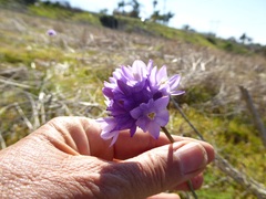 Dipterostemon capitatus capitatus
